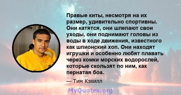 Правые киты, несмотря на их размер, удивительно спортивны. Они катятся, они шлепают свои уходы, они поднимают головы из воды в ходе движения, известного как шпионский хоп. Они находят игрушки и особенно любят плавать