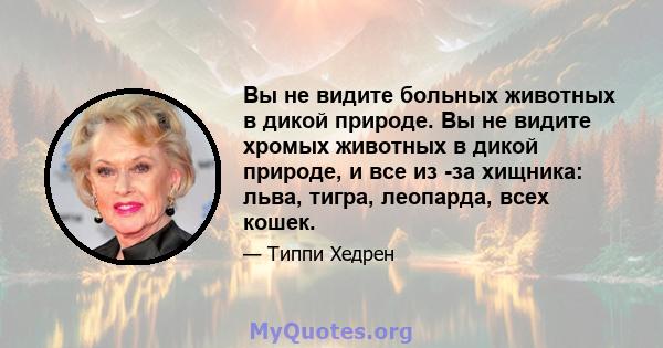 Вы не видите больных животных в дикой природе. Вы не видите хромых животных в дикой природе, и все из -за хищника: льва, тигра, леопарда, всех кошек.