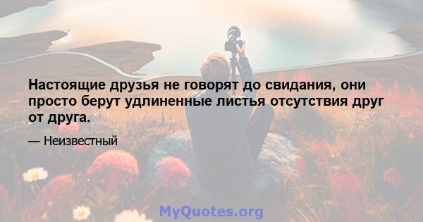 Настоящие друзья не говорят до свидания, они просто берут удлиненные листья отсутствия друг от друга.