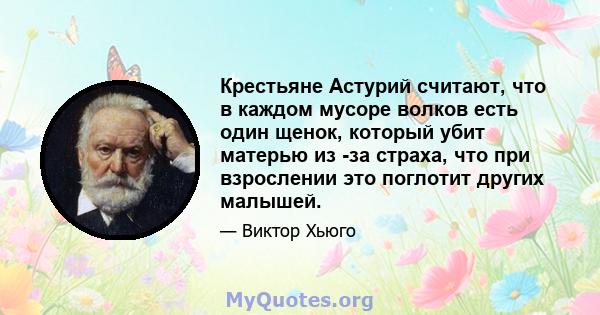 Крестьяне Астурий считают, что в каждом мусоре волков есть один щенок, который убит матерью из -за страха, что при взрослении это поглотит других малышей.