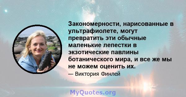 Закономерности, нарисованные в ультрафиолете, могут превратить эти обычные маленькие лепестки в экзотические павлины ботанического мира, и все же мы не можем оценить их.