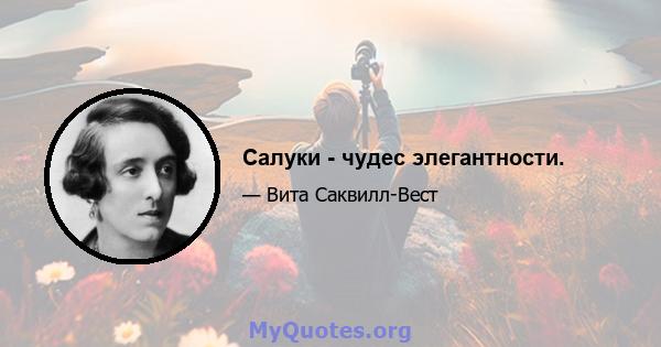 Салуки - чудес элегантности.