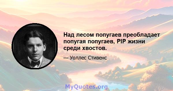 Над лесом попугаев преобладает попугая попугаев, PIP жизни среди хвостов.