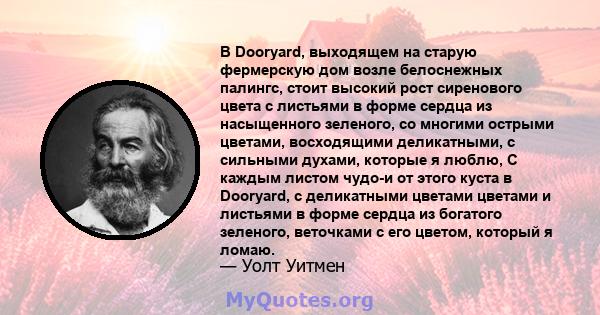 В Dooryard, выходящем на старую фермерскую дом возле белоснежных палингс, стоит высокий рост сиренового цвета с листьями в форме сердца из насыщенного зеленого, со многими острыми цветами, восходящими деликатными, с