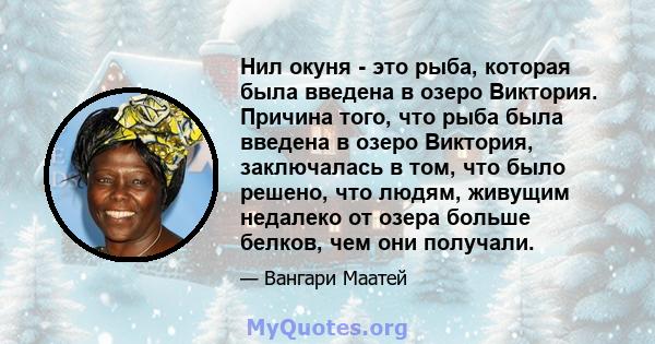 Нил окуня - это рыба, которая была введена в озеро Виктория. Причина того, что рыба была введена в озеро Виктория, заключалась в том, что было решено, что людям, живущим недалеко от озера больше белков, чем они получали.