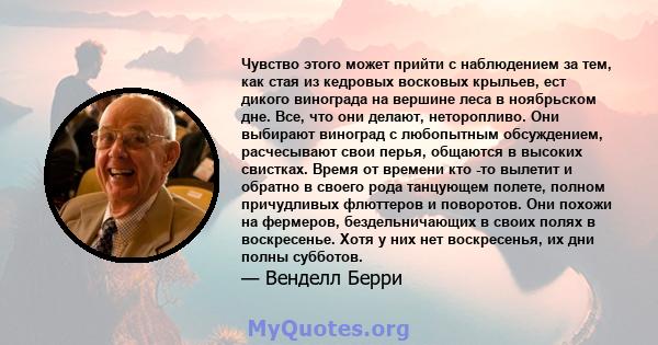 Чувство этого может прийти с наблюдением за тем, как стая из кедровых восковых крыльев, ест дикого винограда на вершине леса в ноябрьском дне. Все, что они делают, неторопливо. Они выбирают виноград с любопытным