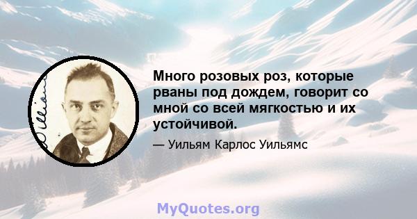 Много розовых роз, которые рваны под дождем, говорит со мной со всей мягкостью и их устойчивой.