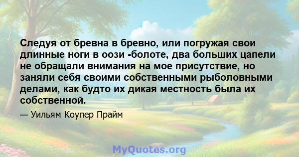 Следуя от бревна в бревно, или погружая свои длинные ноги в оози -болоте, два больших цапели не обращали внимания на мое присутствие, но заняли себя своими собственными рыболовными делами, как будто их дикая местность