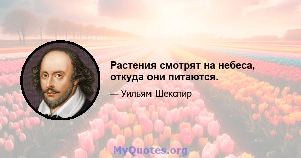 Растения смотрят на небеса, откуда они питаются.