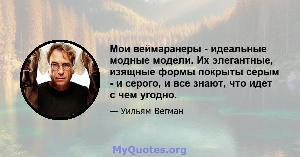 Мои веймаранеры - идеальные модные модели. Их элегантные, изящные формы покрыты серым - и серого, и все знают, что идет с чем угодно.