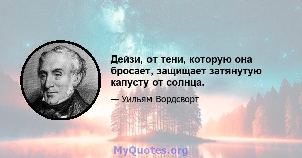 Дейзи, от тени, которую она бросает, защищает затянутую капусту от солнца.