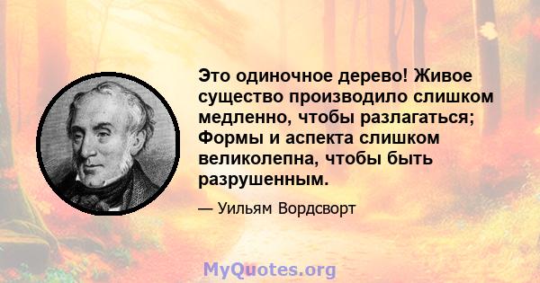 Это одиночное дерево! Живое существо производило слишком медленно, чтобы разлагаться; Формы и аспекта слишком великолепна, чтобы быть разрушенным.