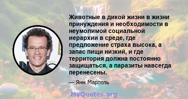 Животные в дикой жизни в жизни принуждения и необходимости в неумолимой социальной иерархии в среде, где предложение страха высока, а запас пищи низкий, и где территория должна постоянно защищаться, а паразиты навсегда