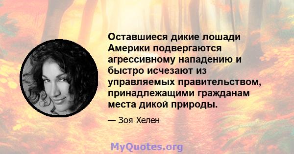 Оставшиеся дикие лошади Америки подвергаются агрессивному нападению и быстро исчезают из управляемых правительством, принадлежащими гражданам места дикой природы.